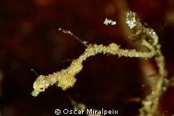 Pigmy seadragon
Nikon d70s + 105 by Oscar Miralpeix 